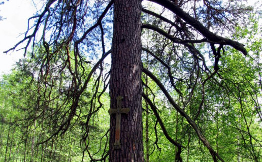 1_Salako pušis (2).jpg